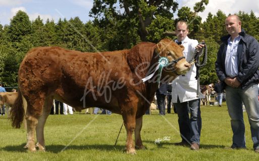 All Ireland Limousin Teemore Bull Derby qualifier owned by John Adams,Fedneyhouse Dannyboy with Ray from Teemore Engineering